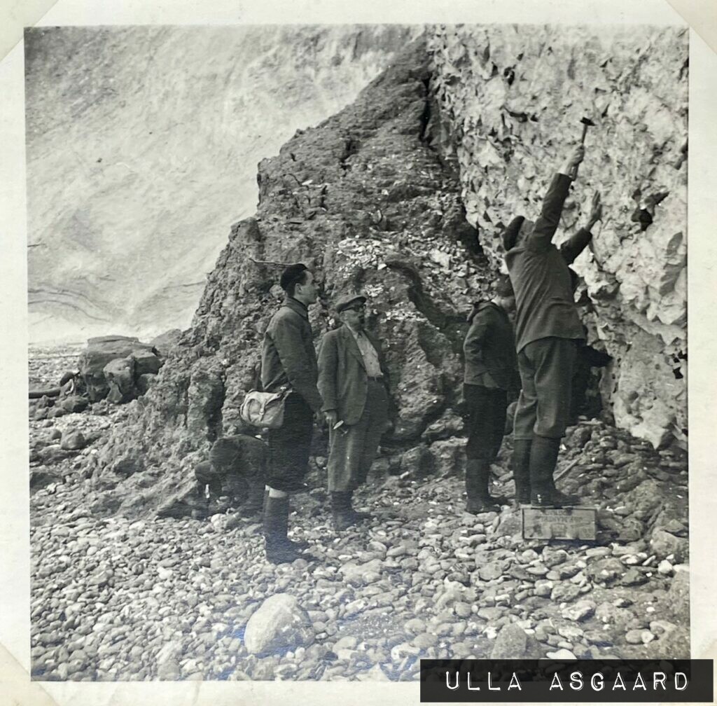 Møens Klint. Store Steglebjerg. Rosentrantz hamrer en Belemnit ud fra dens stilling 25 cm. over hærdningshorrisonten. Københavns Universitets excursion til Stevns, Faxe og Moen - Maj 1957