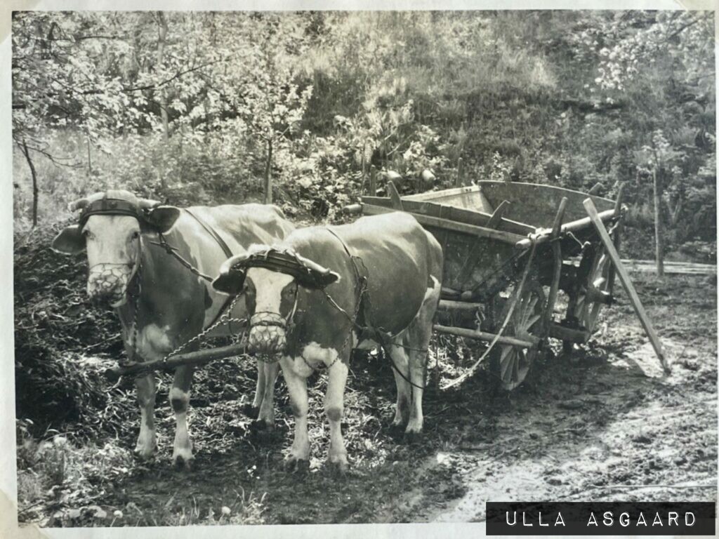 Steno's excursion til Nord-Vest-Tyskland Maj 1958